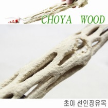 초야 선인장유목 프리미엄(Choya Wood, 20cm)